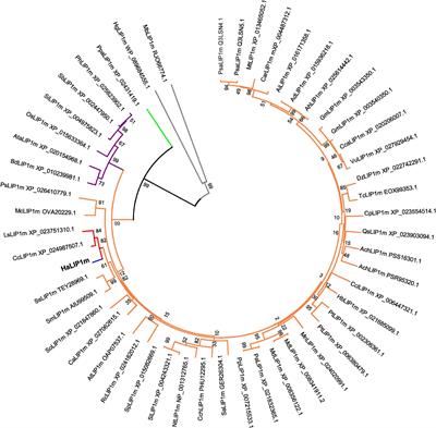 Characterization of Helianthus annuus <mark class="highlighted">Lipoic Acid</mark> Biosynthesis: The Mitochondrial Octanoyltransferase and Lipoyl Synthase Enzyme System